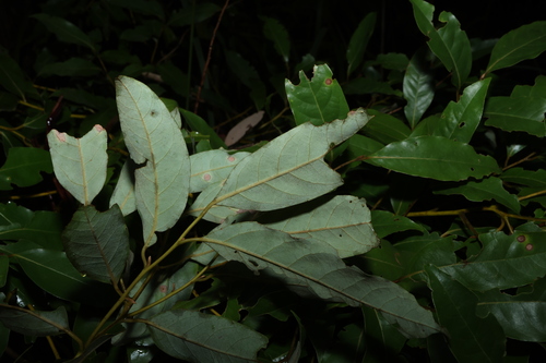Cryptocarya glaucescens, photograph 2