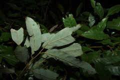 Cryptocarya glaucescens, photograph (c) Greg Tasney, some rights reserved (CC BY-SA)
