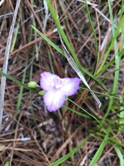 Callisia ornata