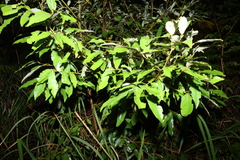 Cryptocarya glaucescens