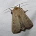 False Wainscot - Photo (c) Anita Gould, some rights reserved (CC BY-NC), uploaded by Anita Gould