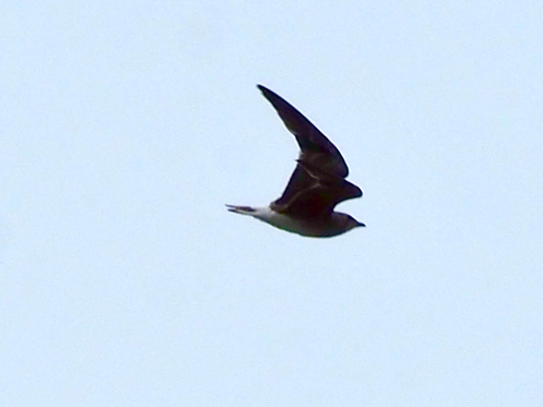 Oriental Pratincole