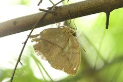 Kallima horsfieldii