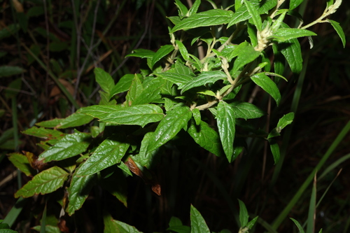 Olearia nernstii, photograph 3