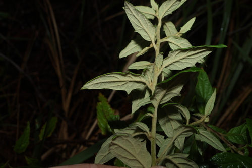 Olearia nernstii, photograph 4