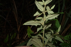 Olearia nernstii, photograph (c) Greg Tasney, some rights reserved (CC BY-SA)