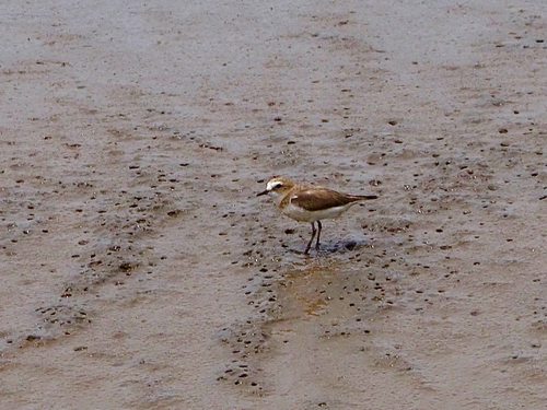 Kentish Plover