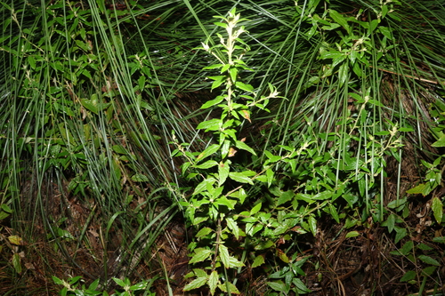 Olearia nernstii, photograph 5