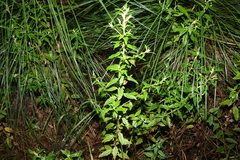 Olearia nernstii, photograph (c) Greg Tasney, some rights reserved (CC BY-SA)