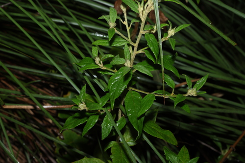 Olearia nernstii, photograph 6