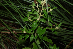 Olearia nernstii, photograph (c) Greg Tasney, some rights reserved (CC BY-SA)