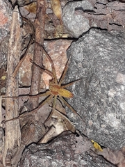 Philodromus albidus