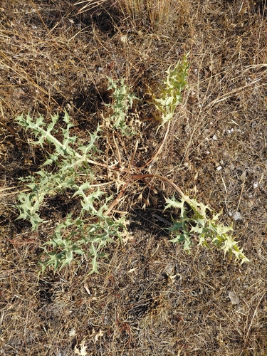 Field Eryngo
