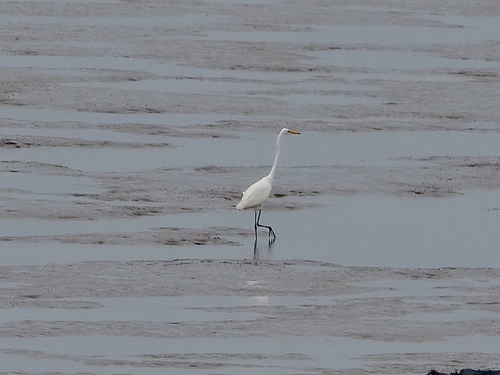 Great Egret