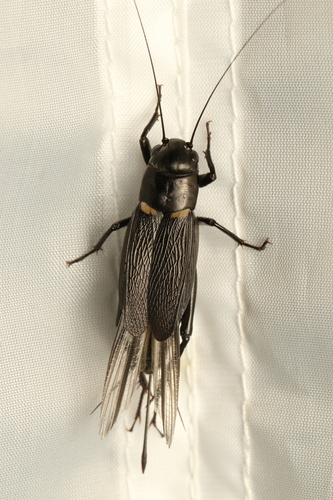Southern Field Cricket
