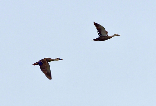 Eastern Spot-billed Duck
