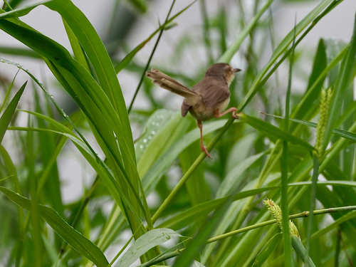 Plain Prinia