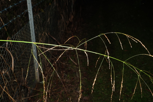 Sylvipoa queenslandica, 2026-07-02