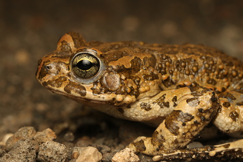 Variable Toad