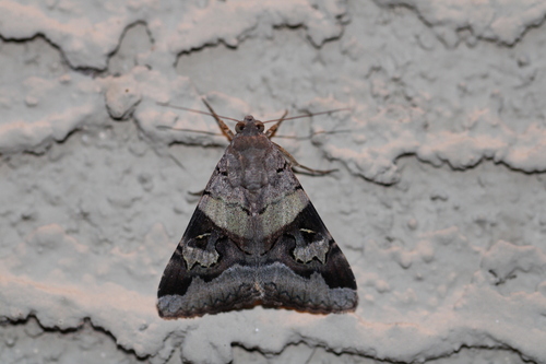 Indomitable Graphic Moth
