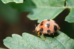 Epilachna crassimala