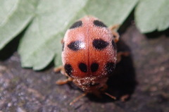 Epilachna crassimala