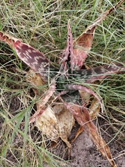 Aloe