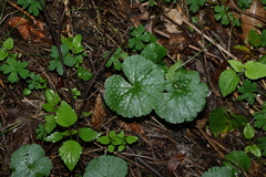 (c) Greg Tasney, some rights reserved (CC BY-SA) Hydrocotyle pedicellosa, photograph (c) Greg Tasney, some rights reserved (CC BY-SA)