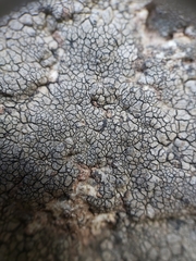 Placopyrenium fuscellum