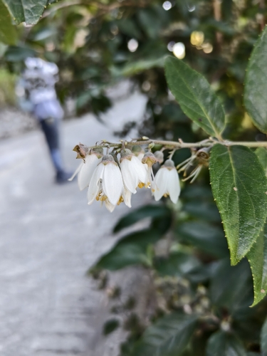 Deutzia pulchra, photograph 4