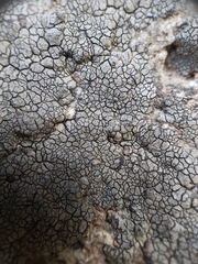 Placopyrenium fuscellum