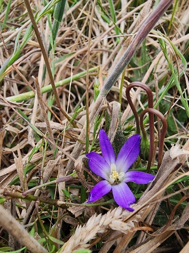 Brodiaea terrestris, photograph 2