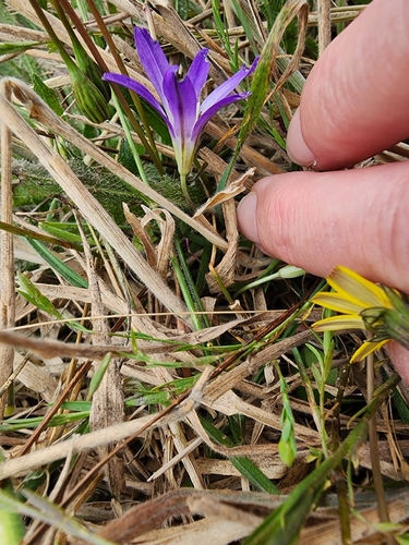 Brodiaea terrestris, photograph 3