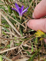 Brodiaea terrestris, photograph (c) Rupert Clayton, some rights reserved (CC BY)