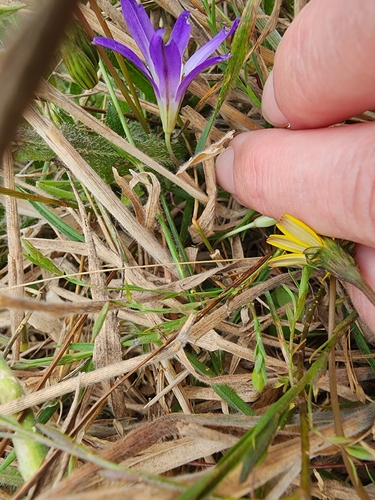 Brodiaea terrestris, photograph 4