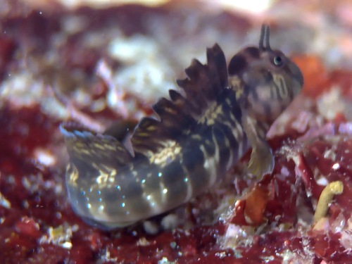 Striped rockskipper (Praealticus striatus) — Blenniidae — 4
