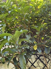 Beaumontia grandiflora