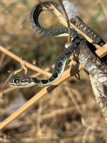 Dahl's Whip Snake