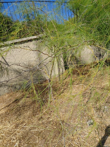 Mexican palo verde