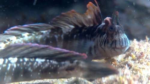Striped rockskipper (Praealticus striatus) — Blenniidae — 5