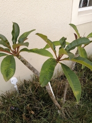 Plumeria