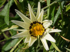 Gazania × splendens
