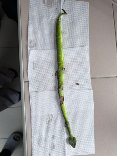 Bornean Keeled Pit Viper