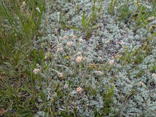 Antennaria parvifolia, photograph 5