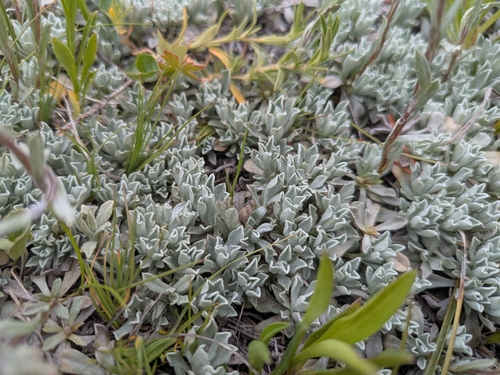 Antennaria parvifolia, photograph 6