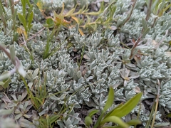 Antennaria parvifolia, photograph (c) MtBotany, some rights reserved (CC BY-SA)