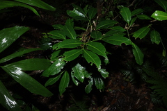 Anthocarapa nitidula