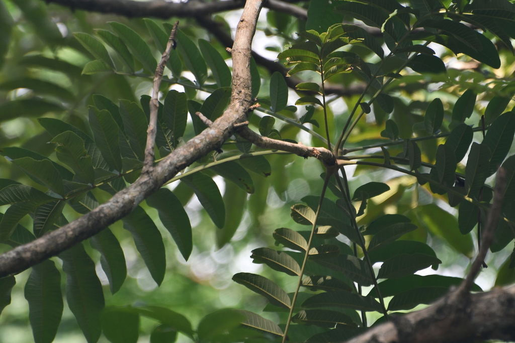 jati sabrang (Peronema canescens)