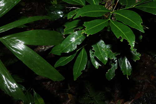 Anthocarapa nitidula, photograph 1