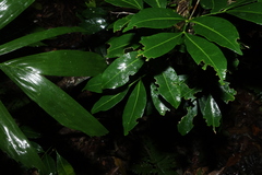 Anthocarapa nitidula, photograph (c) Greg Tasney, some rights reserved (CC BY-SA)